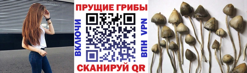 Псилоцибиновые грибы GOLDEN TEACHER  даркнет сайт  Салават 